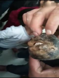 有嘴有牙的肉灵芝?